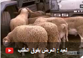����� ����� : ����� ���� ����� 